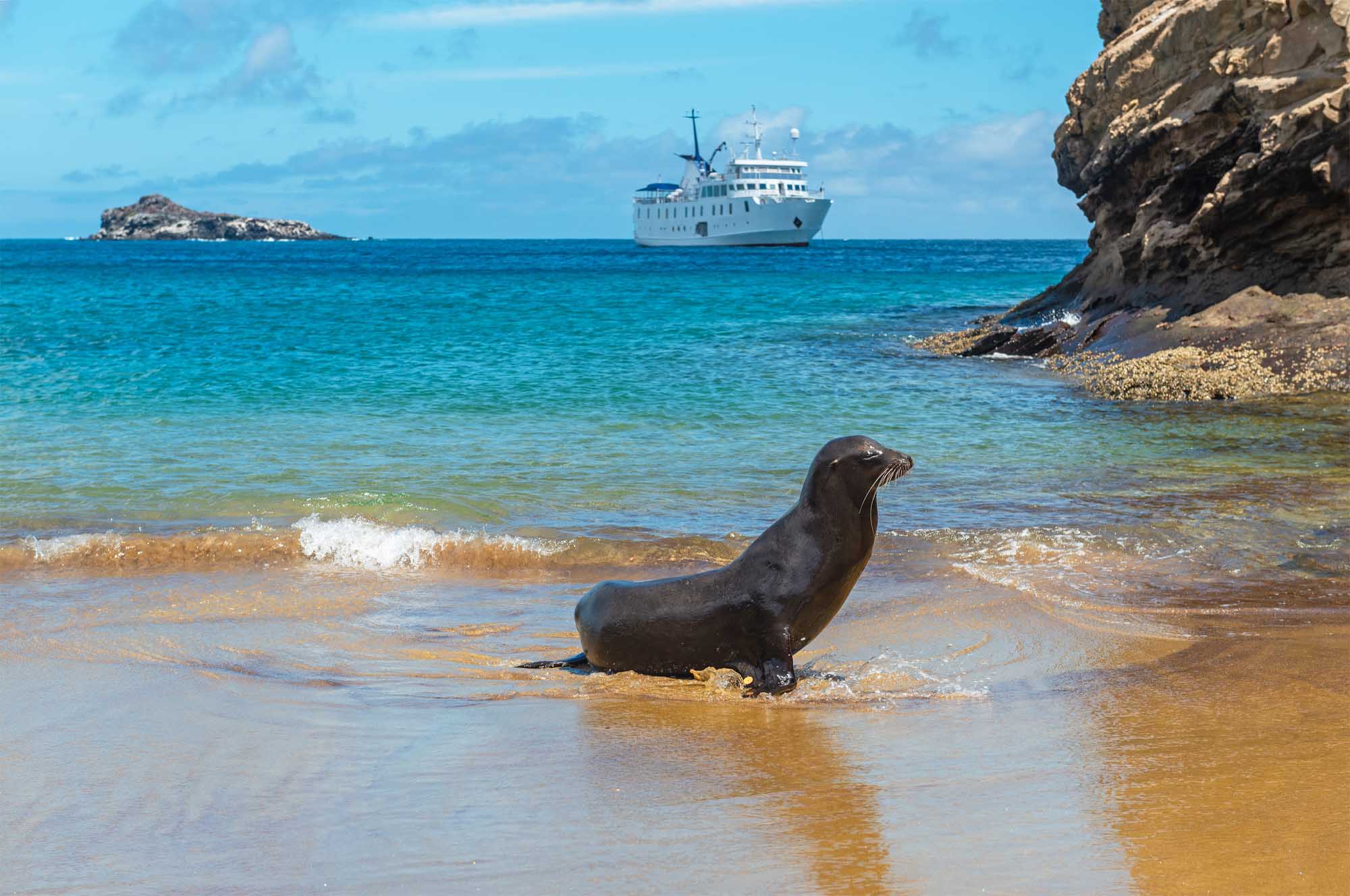 Yellow Kayak in Turquoise Lagoon, Mallorca A Galapagos sea lion rests in the shallow waters of San Cristobal Island's beach while a white expedition cruise ship anchors in the turquoise waters beyond. Rocky cliffs frame the scene as the marine mammal, native to the archipelago, poses naturally in its habitat.