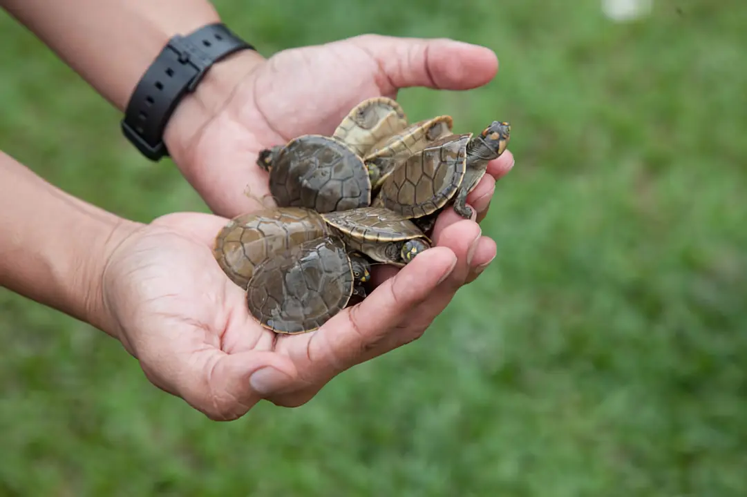 Baby Sea Turtles in Hand A close-up photograph of three newly hatched sea turtle hatchlings being carefully held in human