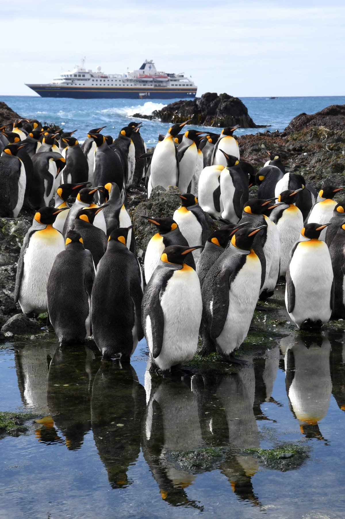 King Penguins with Cruise Ship A large colony of King Penguins gathered on rocky Antarctic shores with their distinctive black