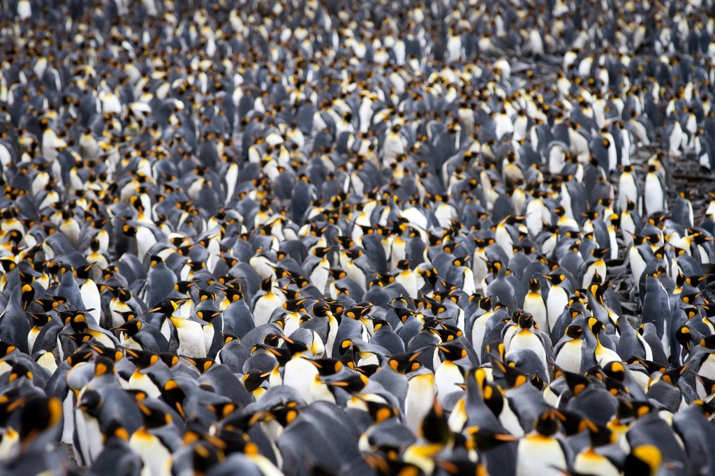 Massive King Penguin Colony Gathering A vast congregation of thousands of King Penguins gathered together, displaying their distinctive