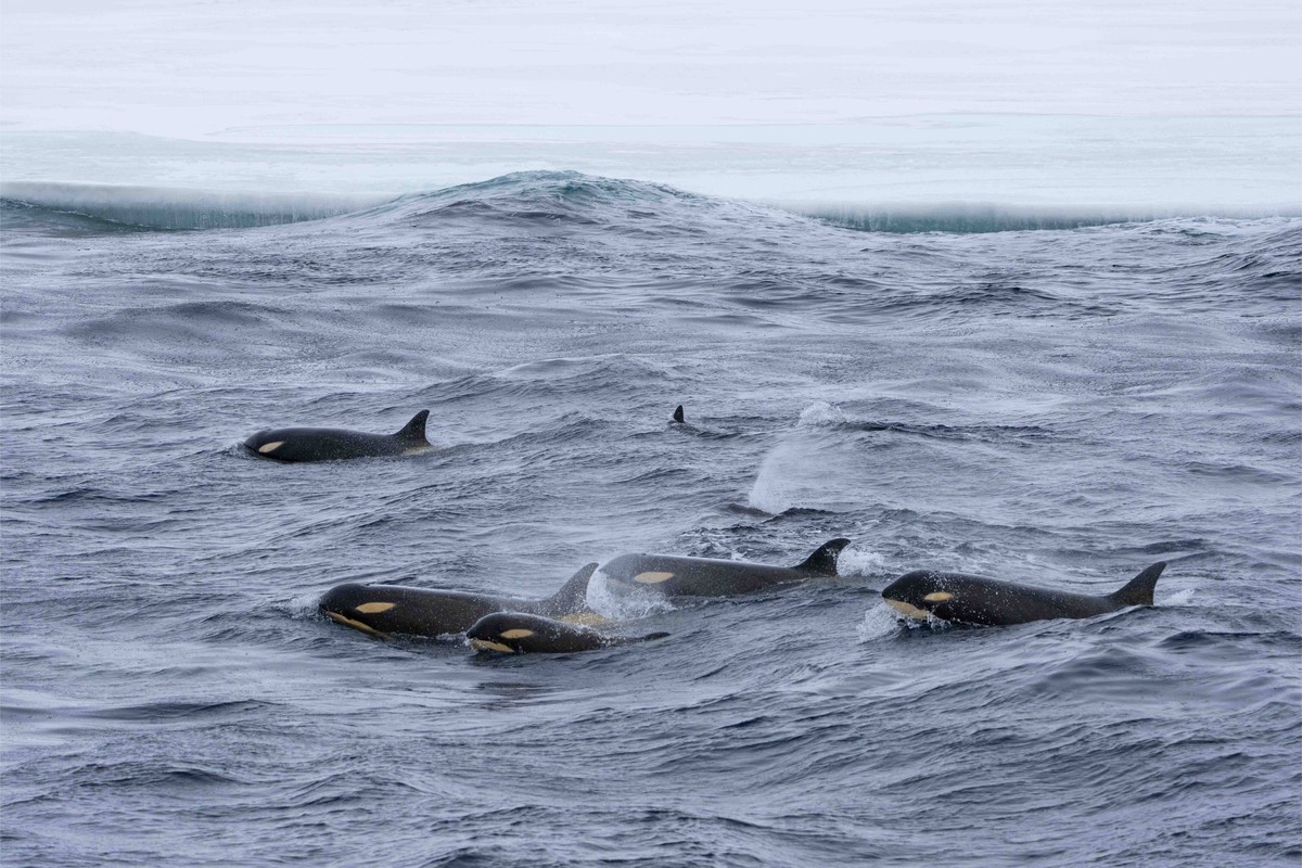 Orcas Swimming in Arctic Waters A pod of orca whales (killer whales) swimming together in cold Arctic or sub-Arctic waters