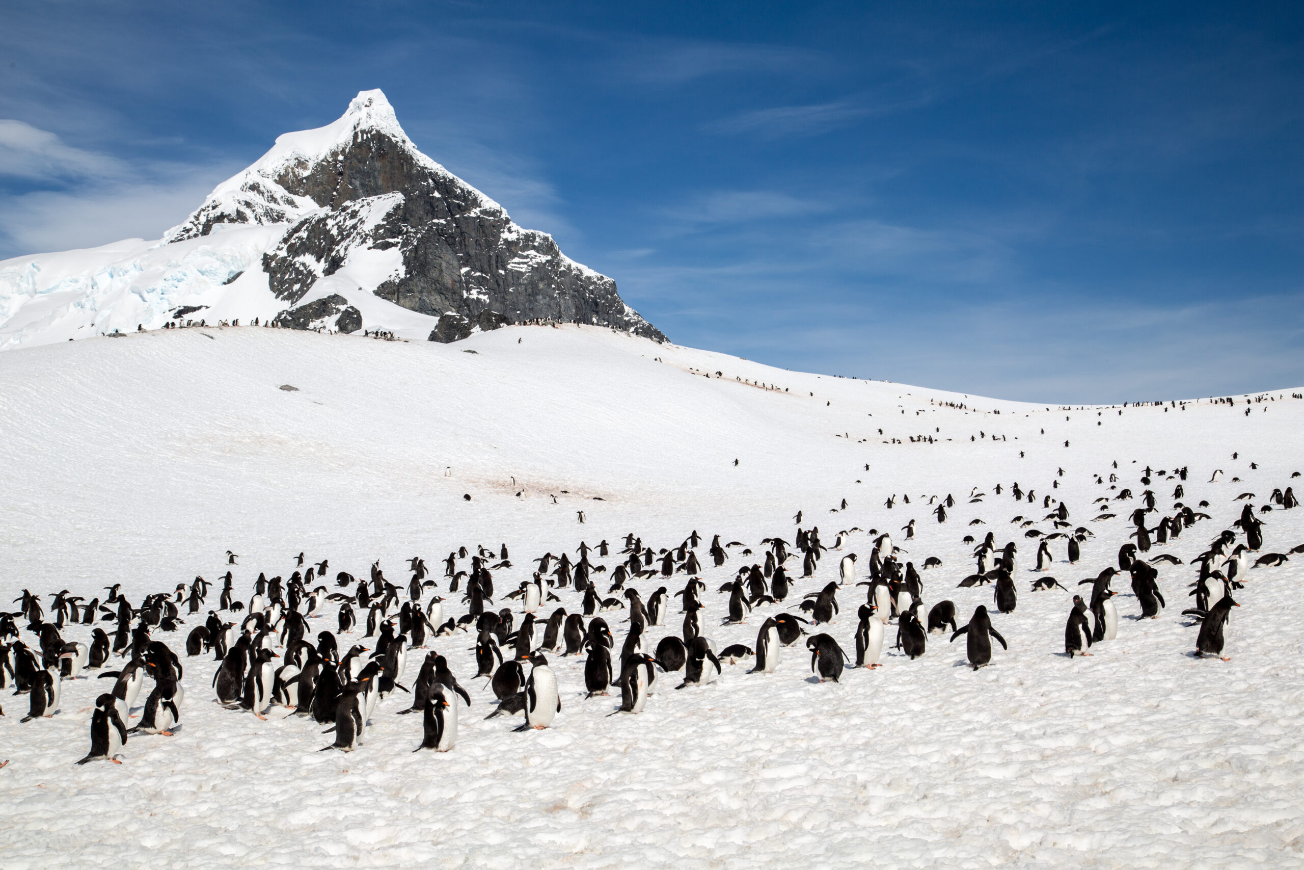 Penguin Colony on Snowy Antarctic Landscape A large colony of penguins scattered across pristine snow with a dramatic peaked mountain rising in the background under clear blue sky in Antarctica.