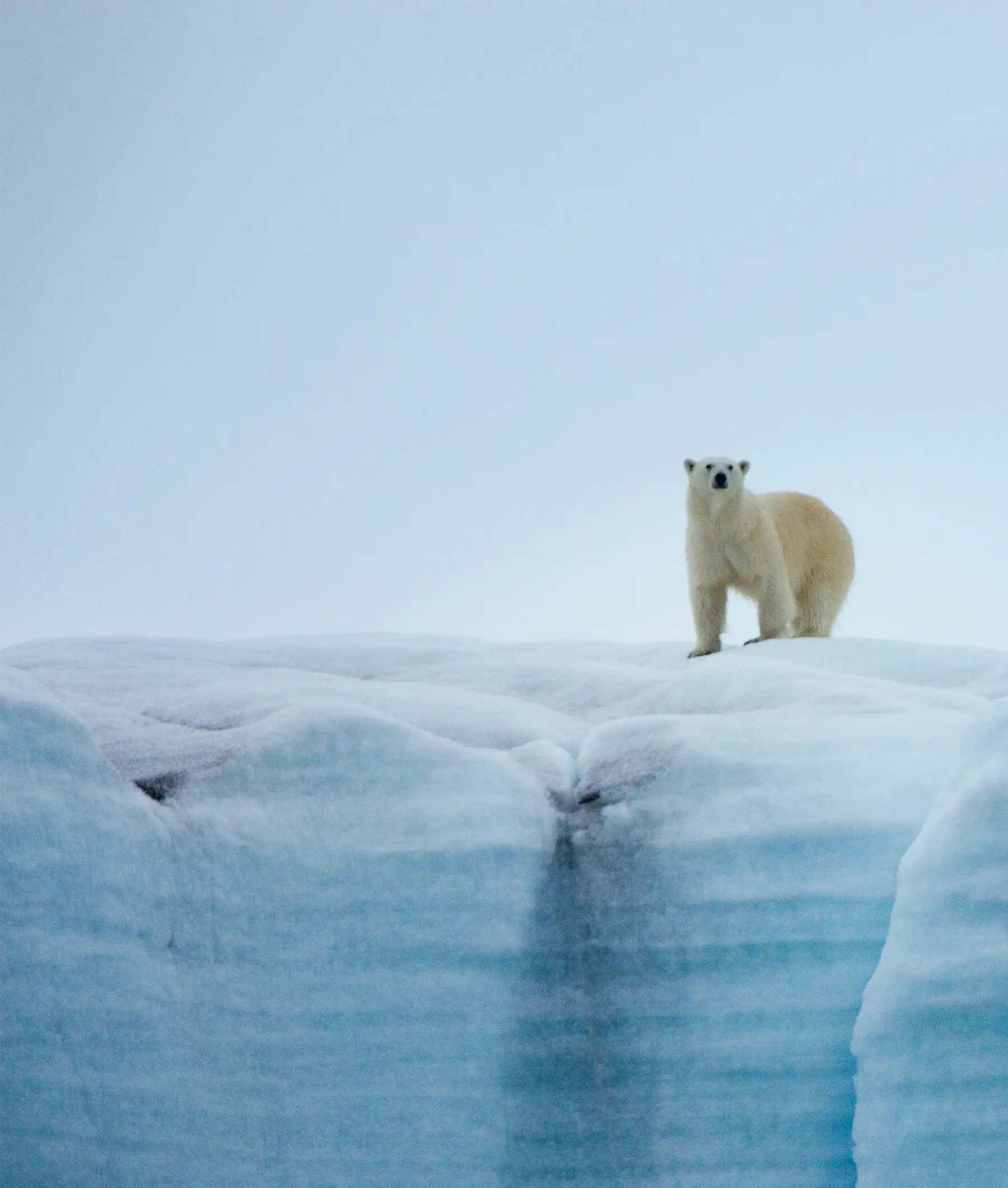 Polar Bear on Arctic Ice Floe A solitary polar bear stands alert on a snow-covered ice floe in the Arctic, with blue-tinted