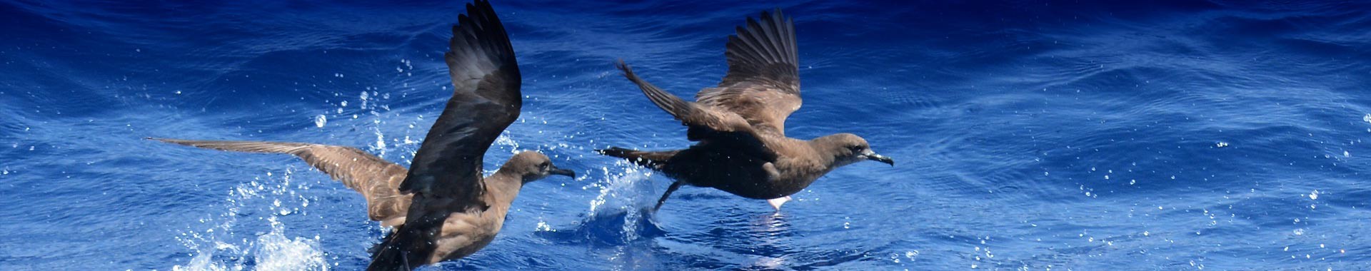 Seabirds Taking Flight Over Ocean Waters Three seabirds, appearing to be petrels or similar ocean birds, are captured in dynamic flight as