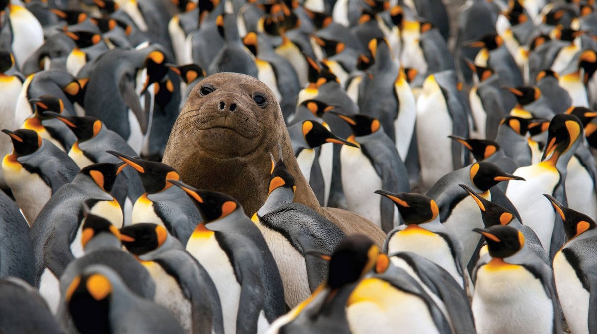 Seal Among King Penguins Colony A curious seal pup surfaces among a large colony of King Penguins, looking directly at the camera