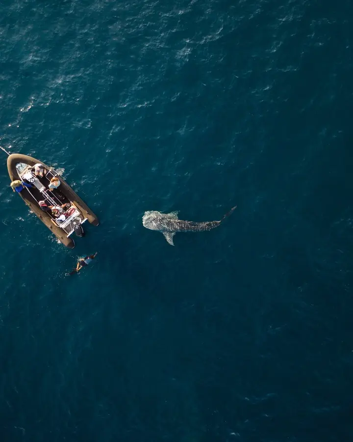 Whale Watching Encounter from Boat An aerial view of a small recreational boat with passengers observing a large whale swimming nearby in deep blue ocean waters.