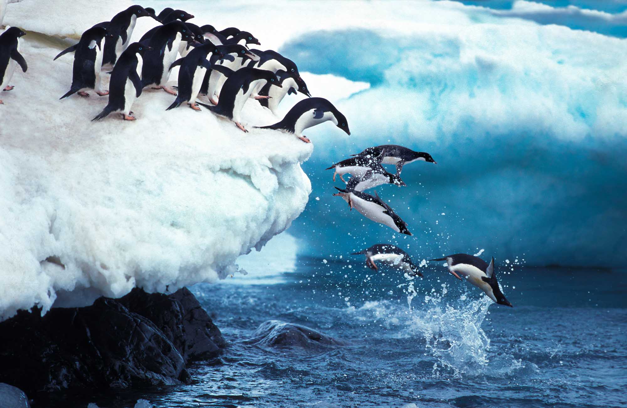 A dynamic scene of Adelie penguins diving into the ocean from an ice shelf, with a group of penguins perched on the snowy edge preparing to leap while others splash into the bright blue Antarctic waters below.