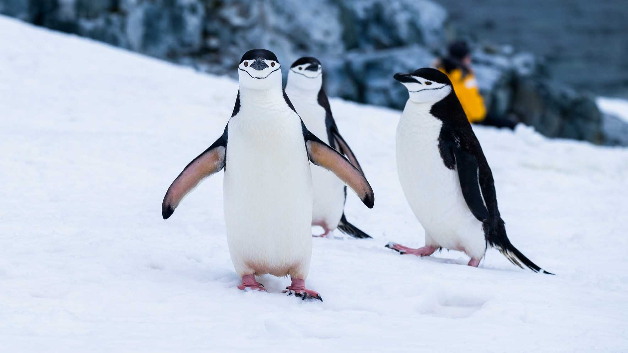 Chinstrap Penguins on Antarctic Ice A group of chinstrap penguins standing on snow-covered ice in Antarctica, with their distinctive black and white plumage and characteristic thin black line running under their chins clearly visible.