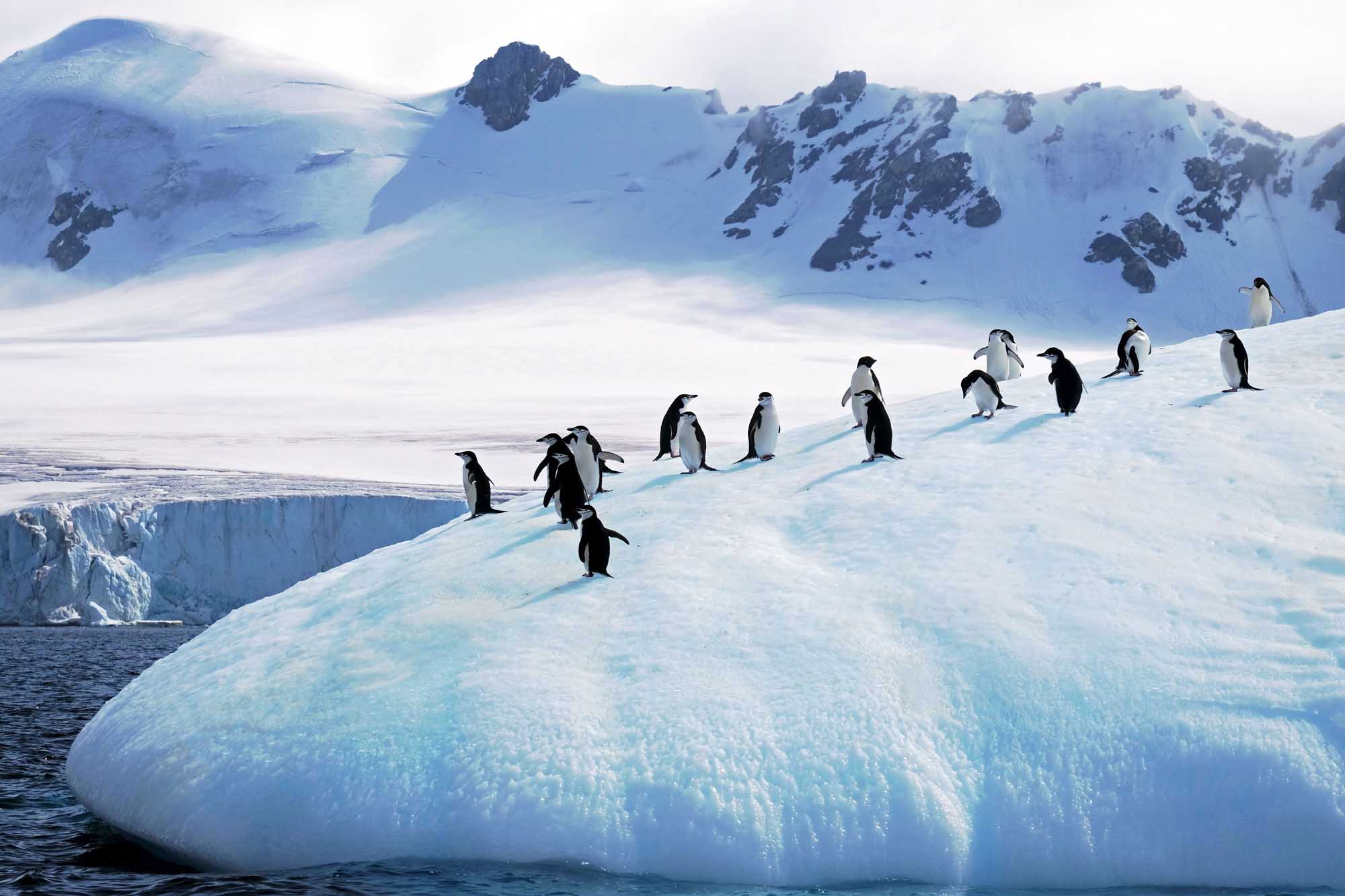 Chinstrap Penguins on Antarctic Iceberg A group of chinstrap penguins waddles across a snow-covered iceberg in Antarctica, with snow-capped mountains and glaciers visible in the background.