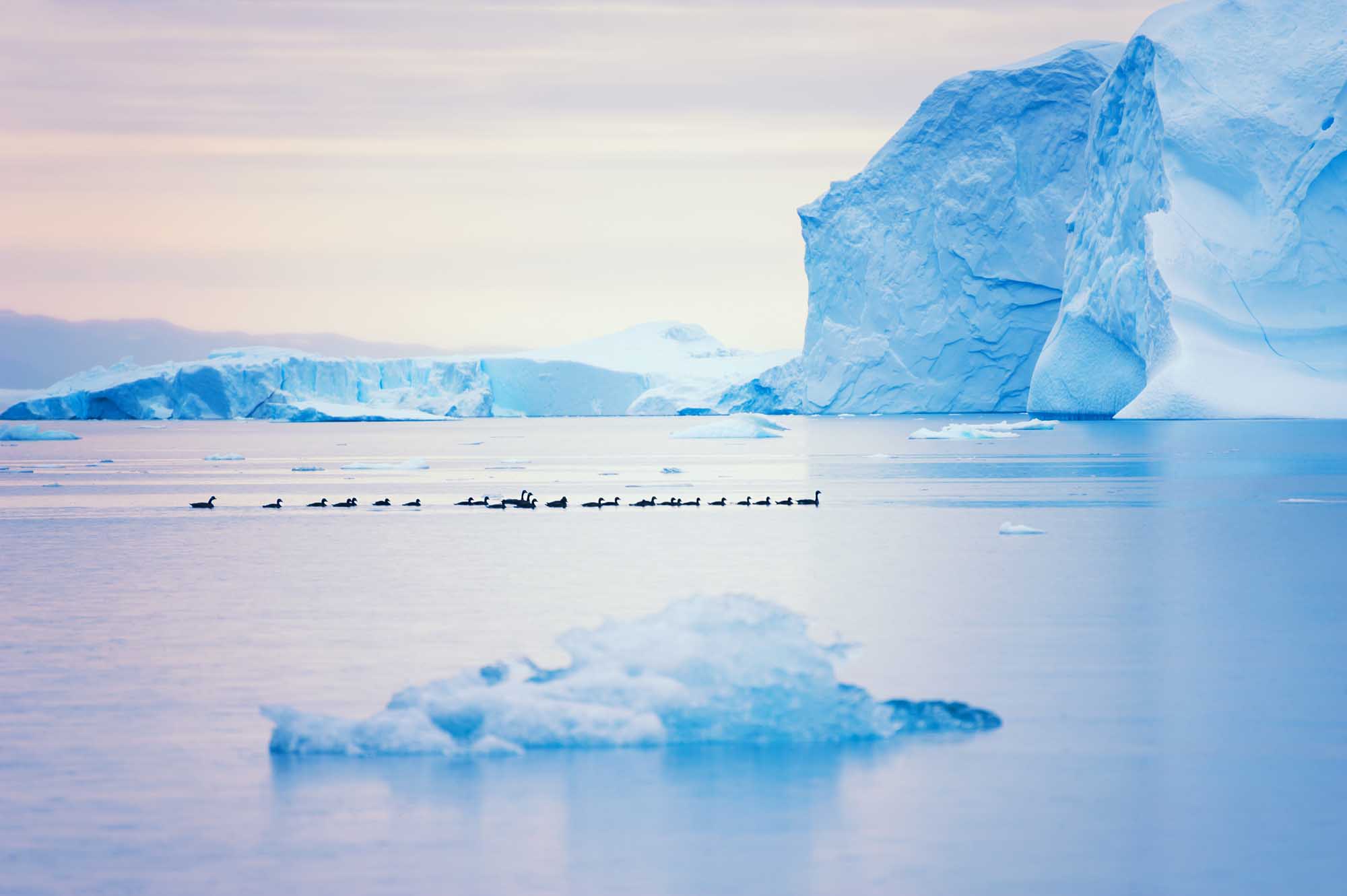 Ducks Among Icebergs in Greenland A serene Arctic scene featuring a flock of ducks floating in calm waters between massive blue icebergs in Ilulissat Icefjord, Greenland.