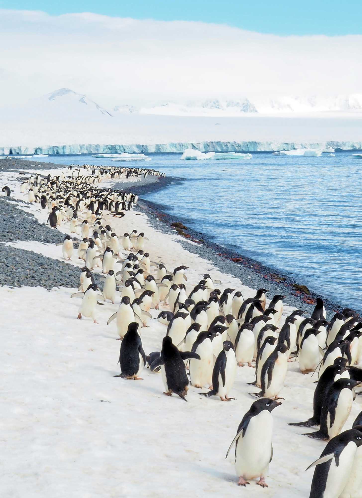 Emperor Penguin Colony on Antarctic Beach A large colony of emperor penguin chicks in their distinctive black and white plumage gathered on a snow and gravel beach in Antarctica, with icebergs and glaciers visible across the blue water.
