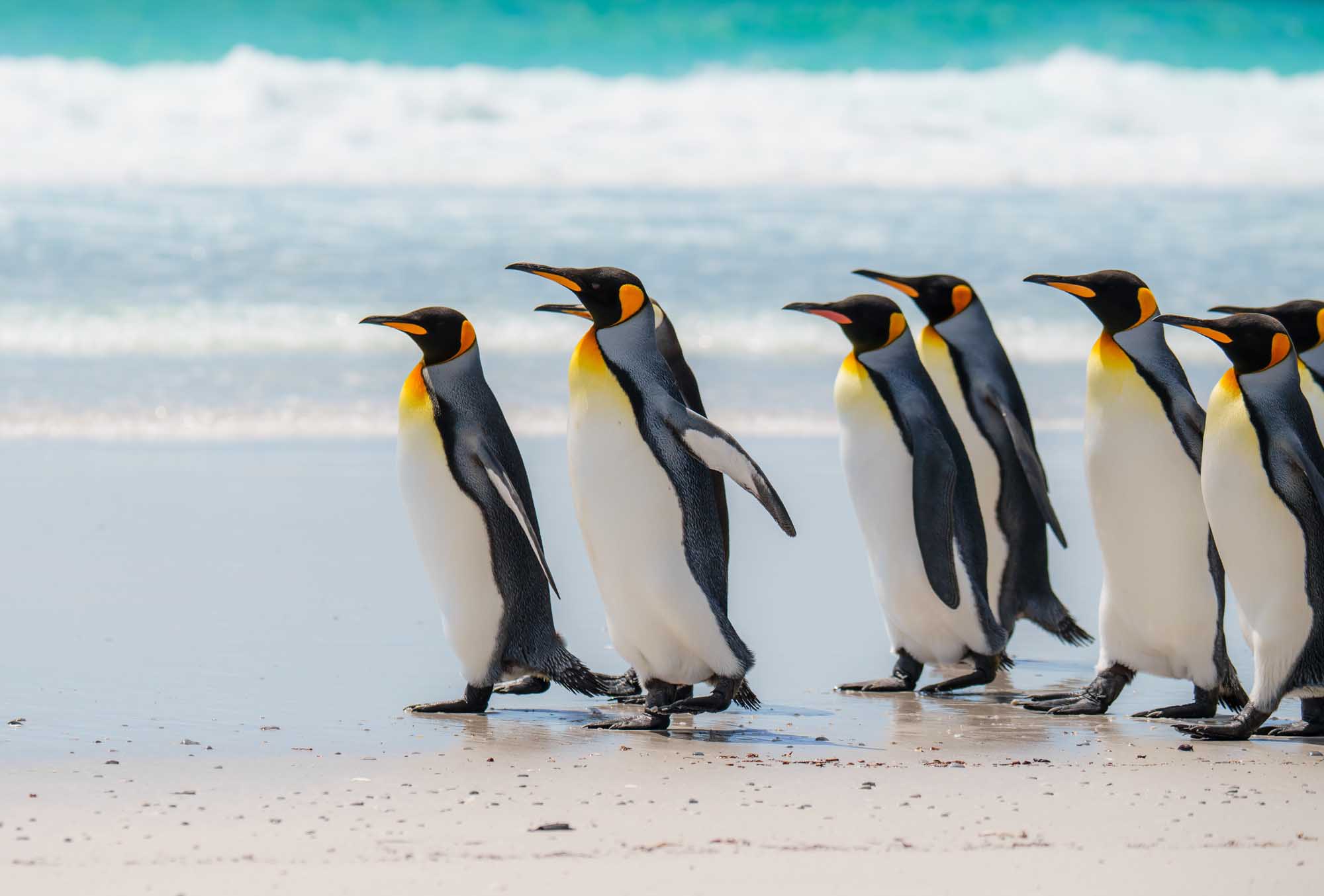 King Penguins Walking on Beach A group of King Penguins waddle along a pristine sandy beach with turquoise ocean waves in the background.