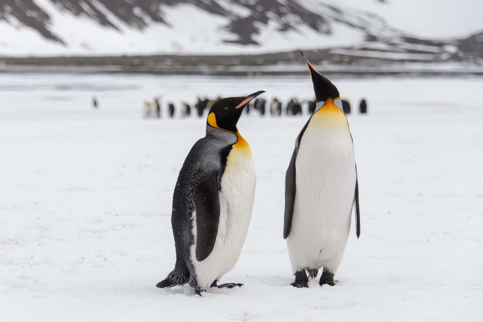 Two majestic King penguins stand on snow-covered ice with a colony of penguins visible in the background and snow-capped mountains on the horizon. The image captures these distinctive birds with their characteristic black and white plumage and vibrant yellow and orange markings on their heads and necks.