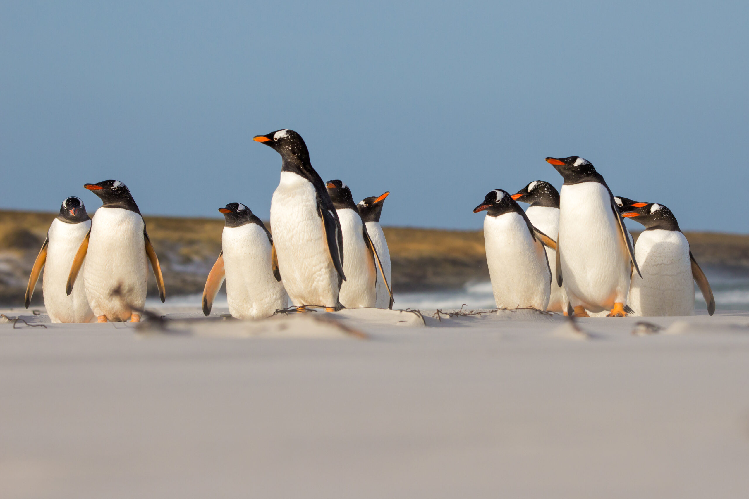 A group of King penguins stands together on a sandy beach with a clear blue sky and rocky coastline in the background. The penguins display their characteristic black and white plumage with distinctive orange and yellow markings on their heads and flippers.