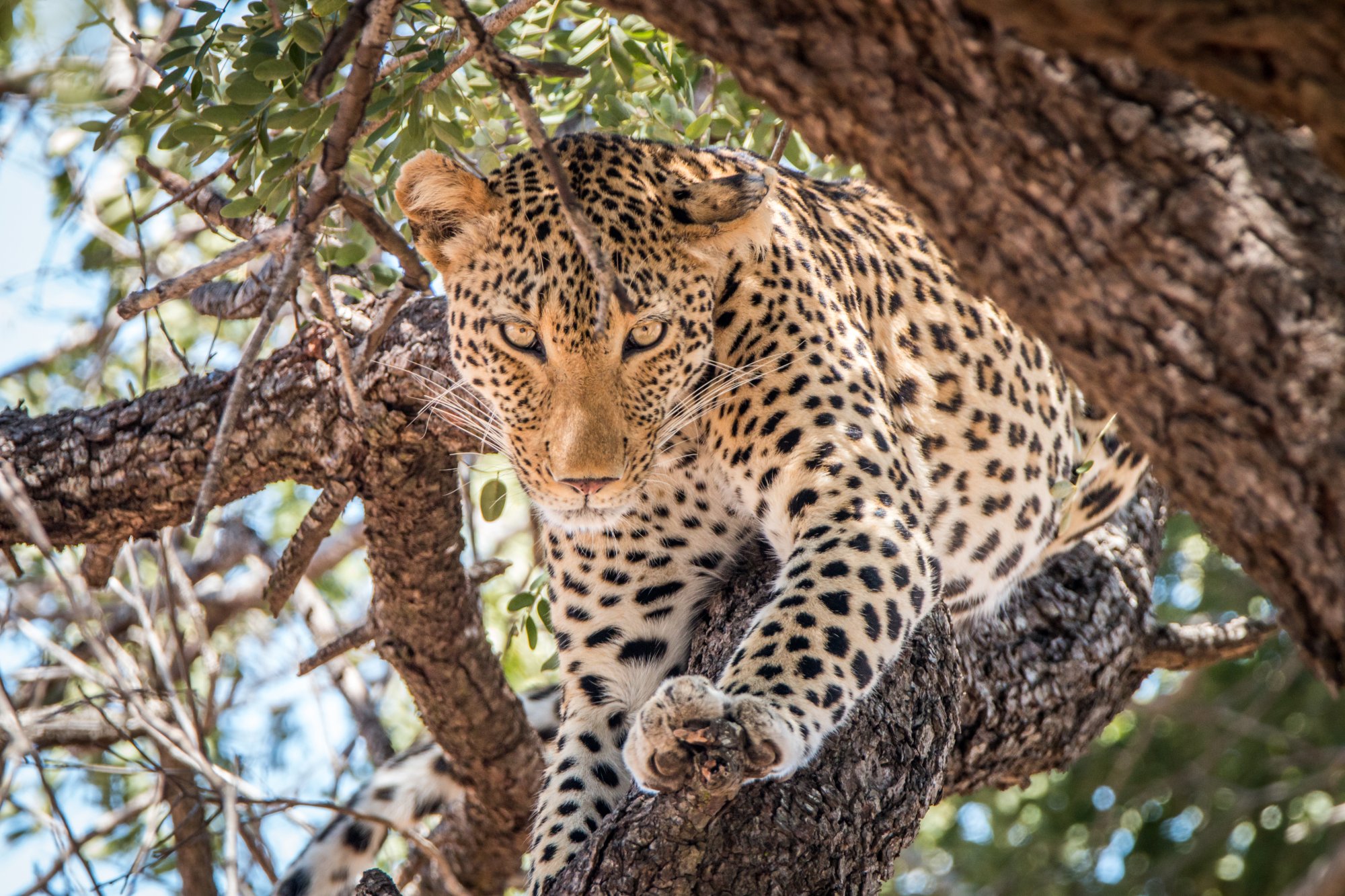 A leopard perches on a sturdy tree branch, gazing directly at the camera with alert yellow eyes. The big cat displays its distinctive spotted coat pattern while surrounded by green foliage and tree bark.
