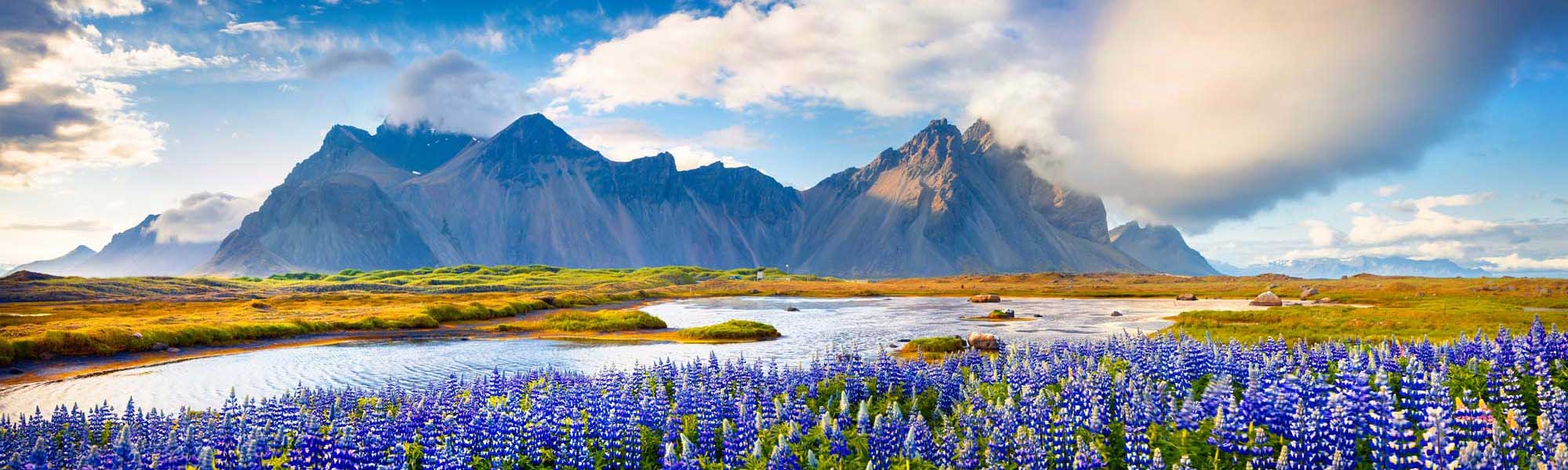 A stunning landscape featuring vibrant purple lupine flowers blooming in the foreground across an Icelandic valley, with the dramatic peaks of Stokksnes mountain rising majestically in the background under a partly cloudy sky.