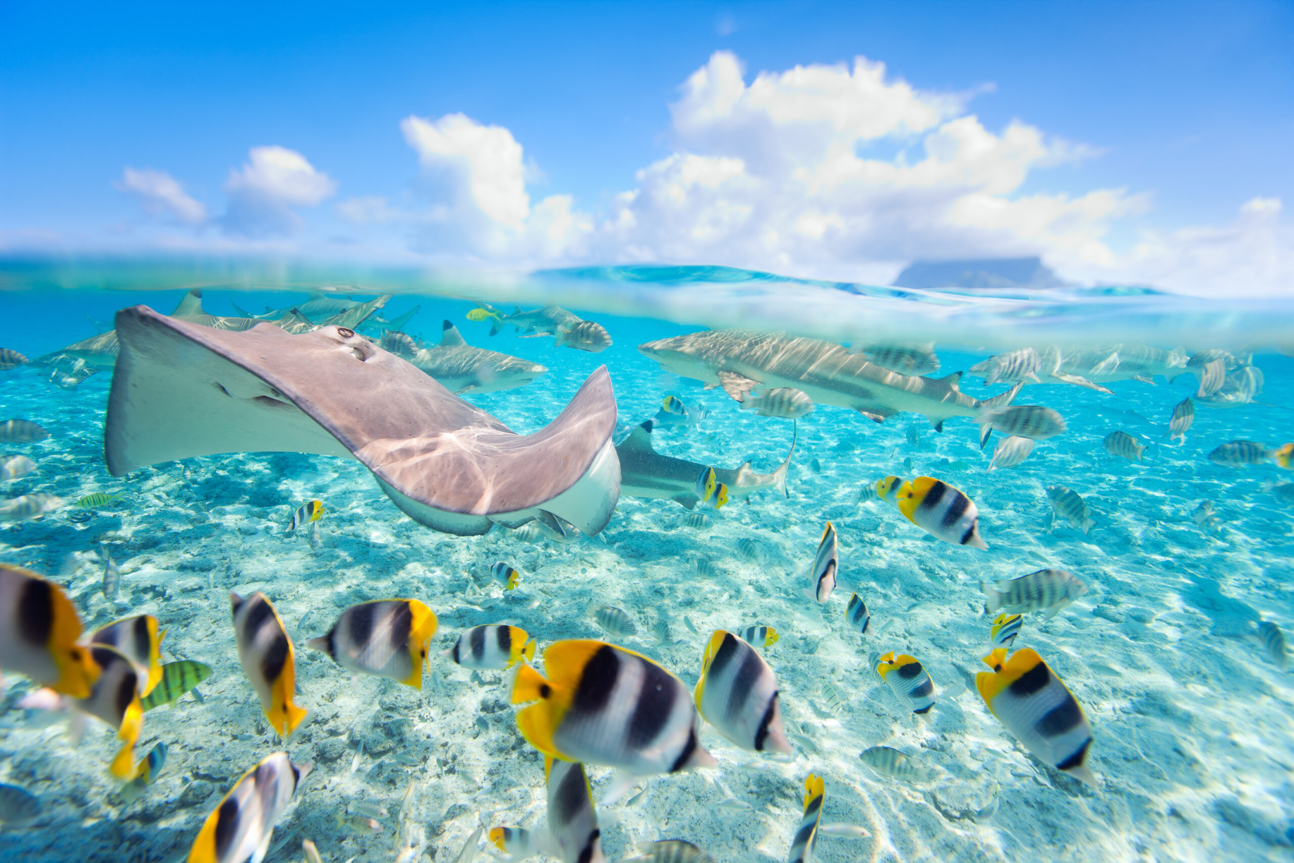 An underwater scene featuring a majestic manta ray gliding through crystal-clear tropical waters surrounded by schools of yellow and black striped fish, with a pristine sandy bottom and coral formations visible in the background, captured in a split-view perspective showing both the vibrant marine life and the clear sky above.