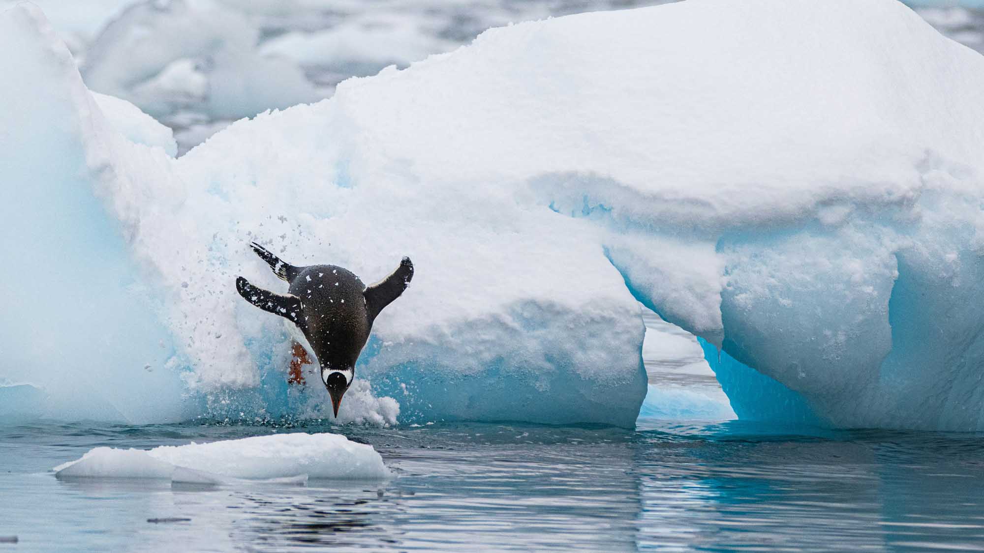 Penguin Breaching Among Icebergs in Antarctica A dramatic action shot of a penguin breaching out of the turquoise Antarctic waters among large white and blue icebergs.