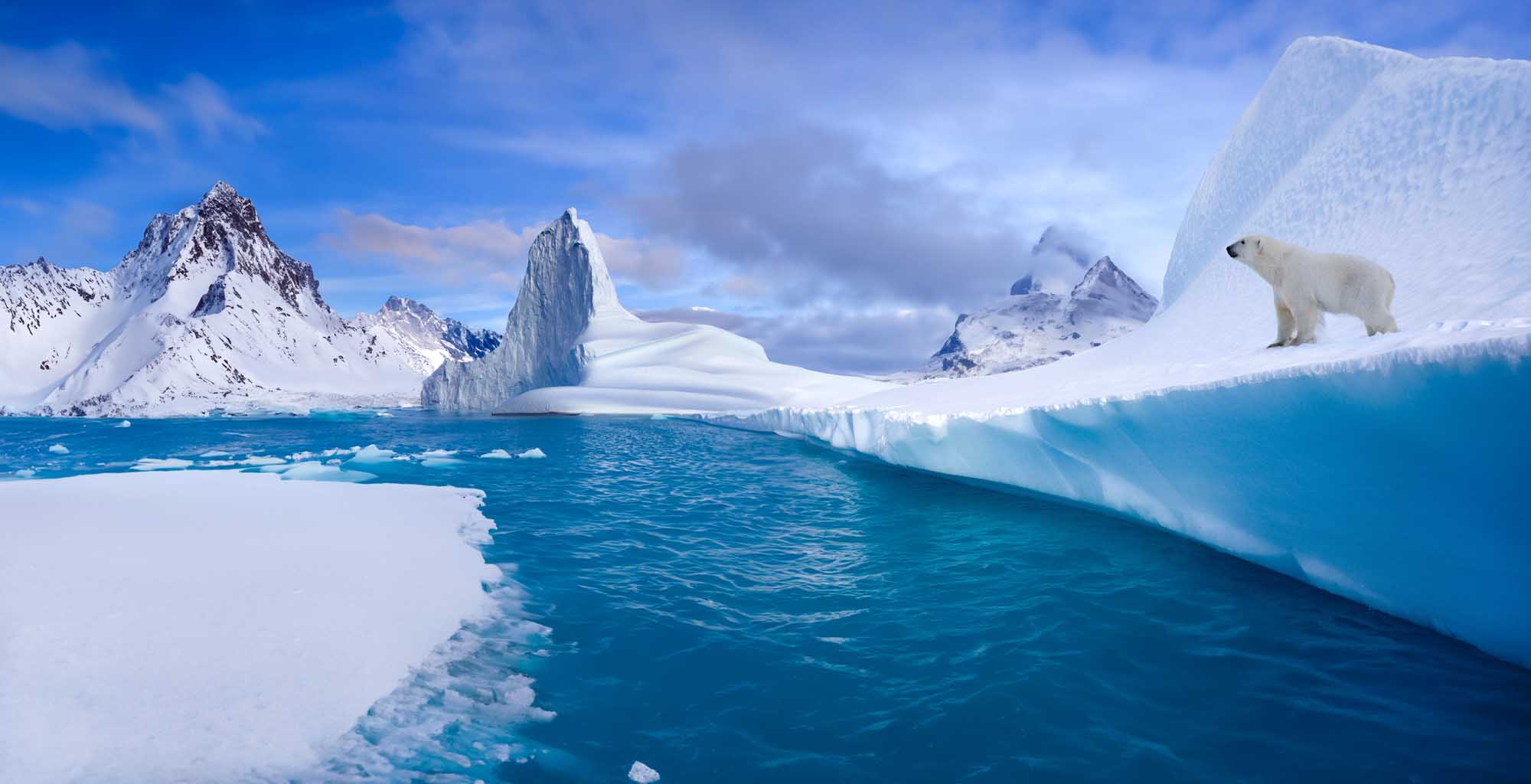 Polar Bear on Arctic Coastal Ice A majestic polar bear stands on a massive iceberg in the Arctic waters of eastern Greenland, surrounded by snow-capped mountains, glacial ice formations, and deep blue fjord waters.